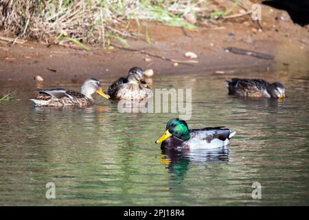 Adultes, hommes et femmes, canards colverts. Les canards barboteurs flottent sur l'eau par temps ensoleillé. Gros plan Banque D'Images