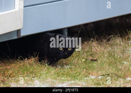 Le chat noir se cache sous une grange rurale pendant la journée Banque D'Images