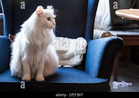 American Curl chat assis sur le fauteuil bleu Banque D'Images