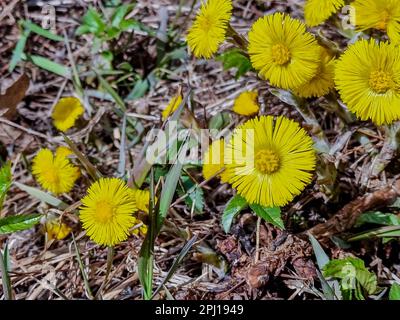 Printemps jeunes fleurs jaunes mère et belle-mère gros plan, plante de fond naturel avec espace de copie, Tussilago farfara, foyer sélectif Banque D'Images