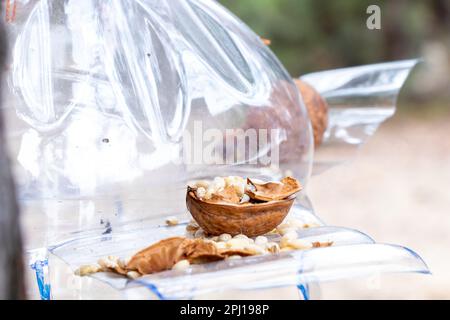 Garde-manger maison accrochée sur un arbre de Noël avec du grain et des noix dans la forêt pendant la journée Banque D'Images