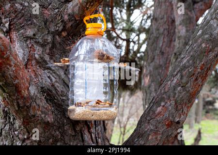 Garde-manger maison accrochée sur un arbre de Noël avec du grain et des noix dans la forêt pendant la journée Banque D'Images