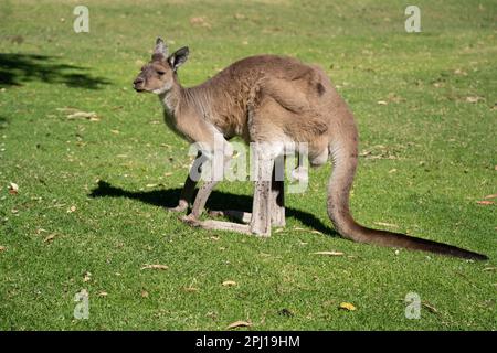 Parc national de Yanchep, Perth, Australie occidentale, découvrez des koalas, des kangourous et une abondance d'oiseaux dans ce parc reposant comprend un café et un hôtel. Banque D'Images