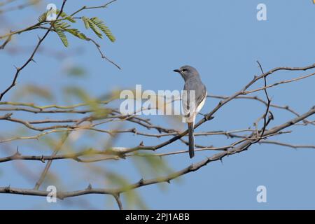 Un petit Minivet (Pericrocotus cinnamomeus) a été observé dans le Grand Rann de Kutch dans le Gujarat, en Inde Banque D'Images