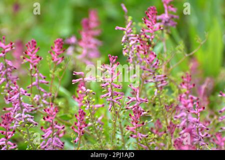 Fumaria officinalis fleurit dans la nature au printemps Banque D'Images