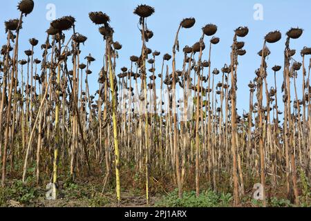 À la fin de l'été, le tournesol est mûri sur le champ de la ferme Banque D'Images