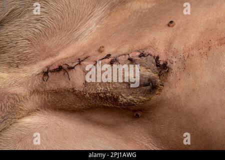 Bulldog français après chirurgie urolith, site de suture. Ce gros plan présente un Bulldog français après une chirurgie urolith avec un site de suture visible. Le faire Banque D'Images