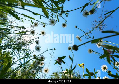 Pâquerettes et diverses herbes du point inférieur sur fond de ciel bleu et de soleil brillant le matin du printemps Banque D'Images