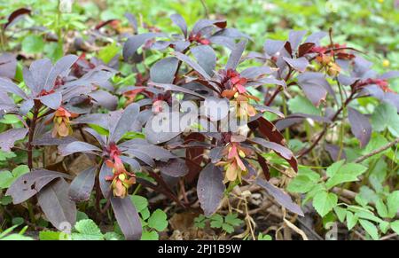 Au printemps dans la forêt dans la nature pousse des laits (Euphorbia amygdaloides) Banque D'Images