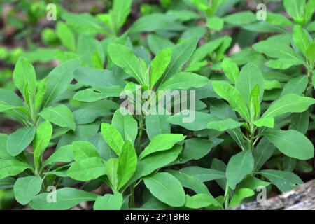 Au printemps dans la forêt dans la nature pousse des laits (Euphorbia amygdaloides) Banque D'Images