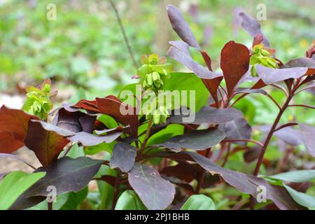 Au printemps dans la forêt dans la nature pousse des laits (Euphorbia amygdaloides) Banque D'Images