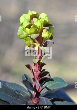 Au printemps dans la forêt dans la nature pousse des laits (Euphorbia amygdaloides) Banque D'Images