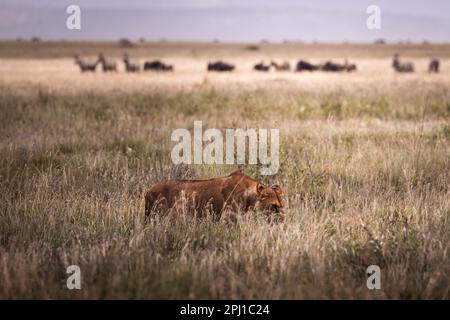 Lioness sauvage et majestueux, simba, chasse dans la savane du Parc national du Serengeti, Tanzanie, Afrique Banque D'Images