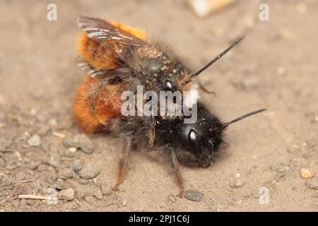 L'abeille européenne (Osmia cornuta) se couple pendant la reproduction dans un habitat naturel Banque D'Images