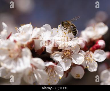 Une abeille volante recueille le pollen des fleurs printanières des arbres. Abeille en vol sur fond de printemps. Printemps, fleur de cerisier avec abeille Banque D'Images