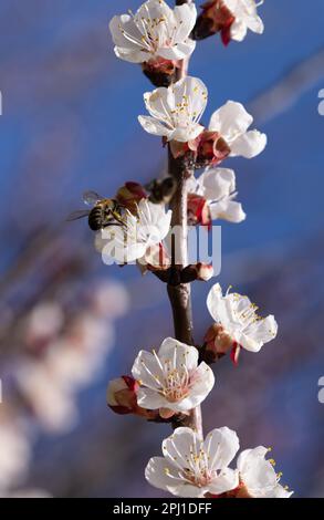 Une abeille volante recueille le pollen des fleurs printanières des arbres. Abeille en vol sur fond de printemps. Printemps, fleur de cerisier avec abeille Banque D'Images