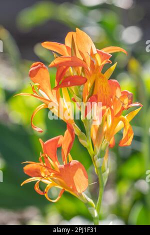 Un canon avec des fleurs d'orange vibrantes qui poussent dans le jardin. Banque D'Images