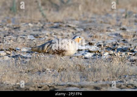 Le sandgrouse tacheté (Pterocles senegallus) a été observé dans le Grand rang de Kutch dans le Gujarat Banque D'Images