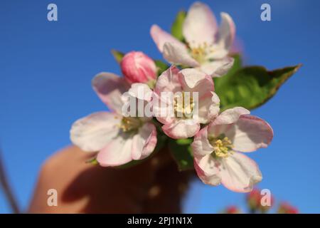 Main tenant des fleurs de pomme au printemps Banque D'Images