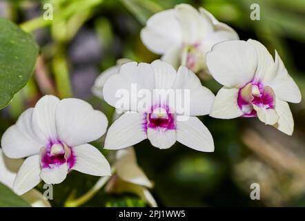 Gros plan d'une fleur d'orchidée blanche et pourpre Dendrobium Banque D'Images