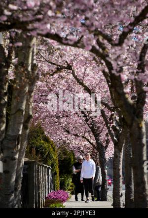 Vancouver, Canada. 30th mars 2023. Les gens marchent sous les cerisiers en fleurs à Vancouver, en Colombie-Britannique, au Canada, sur 30 mars 2023. Credit: Liang Sen/Xinhua/Alay Live News Banque D'Images