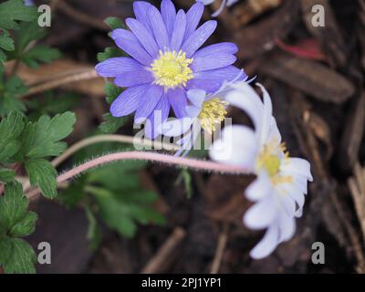 Fleurs naturalisées bleu et blanc Anemone blanda tirées directement d'en haut au début du printemps dans un jardin boisé sauvage en Grande-Bretagne Banque D'Images