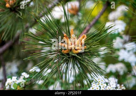 Jeunes cônes de pin fleuris. Un pin est un conifères ou un arbuste du genre Pinus. Banque D'Images