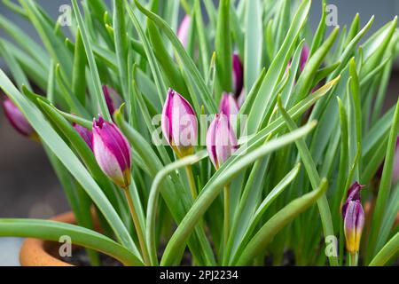 Tulips nains - pulchella perse perse Banque D'Images