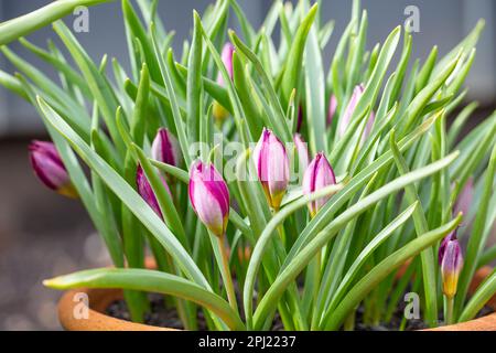 Tulips nains - pulchella perse perse Banque D'Images