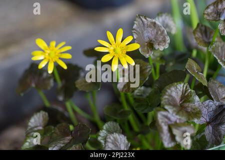 Petit Celandine, Ranunculus ficaria, 'brazen Hussy' Banque D'Images