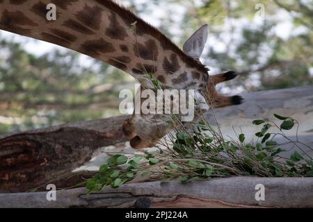 Girafe au parc national de Bannerghatta Bangalore situé dans le zoo. Refuges de la faune sauvage de la forêt à Karnataka Inde Banque D'Images