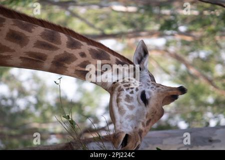 Girafe au parc national de Bannerghatta Bangalore situé dans le zoo. Refuges de la faune sauvage de la forêt à Karnataka Inde Banque D'Images