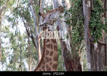 Girafe au parc national de Bannerghatta Bangalore situé dans le zoo. Refuges de la faune sauvage de la forêt à Karnataka Inde Banque D'Images