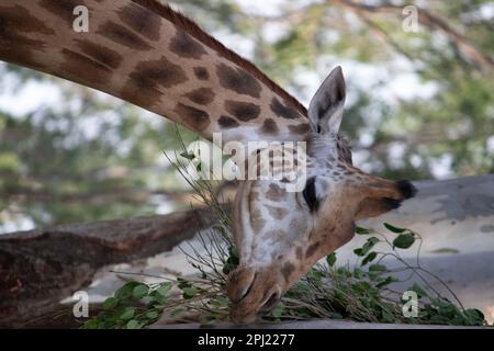 Girafe au parc national de Bannerghatta Bangalore situé dans le zoo. Refuges de la faune sauvage de la forêt à Karnataka Inde Banque D'Images