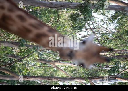 Girafe au parc national de Bannerghatta Bangalore situé dans le zoo. Refuges de la faune sauvage de la forêt à Karnataka Inde Banque D'Images