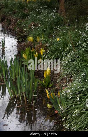 Skunk Cabbage (Lysichiton americanus) et Bridesmaid Flowers by Water Wisley Surrey England Banque D'Images