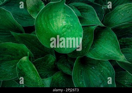 Gros plan des gouttes de rosée sur les feuilles vertes d'une plante hosta en été Banque D'Images