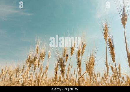 Vue à angle bas du grain d'orge avant la récolte dans un champ avec ciel bleu ensoleillé au-dessus Banque D'Images