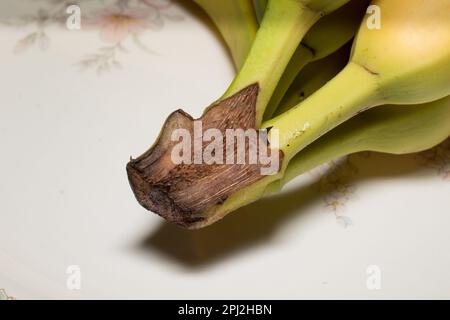 Les bananes sont un fruit comestible allongé - botaniquement une baie. Bananes riches en potassium biologique ! Banque D'Images