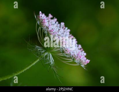 Carotte sauvage (Daucus carota) connue sous le nom de carotte sauvage européenne, nid d'oiseau, dentelle de l'évêque et dentelle de la reine Anne (Amérique du Nord) Banque D'Images