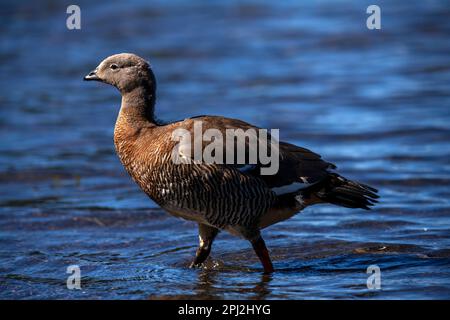 L'oie patagonienne (oie cendrée) est abondante sur les rives du lac Correntoso, Seven Lakes Road, Ruta 40, province de Neuquén, Argentine Banque D'Images