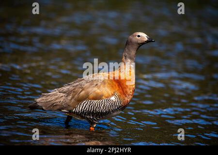 L'oie patagonienne (oie cendrée) est abondante sur les rives du lac Correntoso, Seven Lakes Road, Ruta 40, province de Neuquén, Argentine Banque D'Images