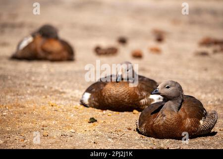 L'oie patagonienne (oie cendrée) est abondante sur les rives du lac Correntoso, Seven Lakes Road, Ruta 40, province de Neuquén, Argentine Banque D'Images