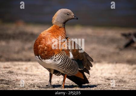 L'oie patagonienne (oie cendrée) est abondante sur les rives du lac Correntoso, Seven Lakes Road, Ruta 40, province de Neuquén, Argentine Banque D'Images