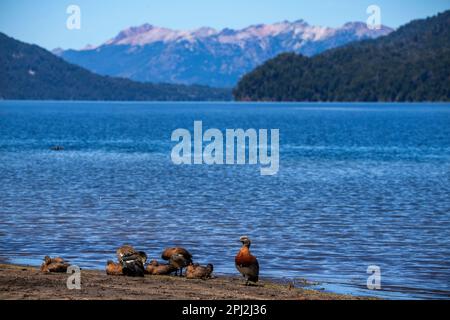 L'oie patagonienne (oie cendrée) est abondante sur les rives du lac Correntoso, Seven Lakes Road, Ruta 40, province de Neuquén, Argentine Banque D'Images