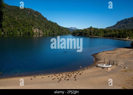 L'oie patagonienne (oie cendrée) est abondante sur les rives du lac Correntoso, Seven Lakes Road, Ruta 40, province de Neuquén, Argentine Banque D'Images