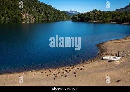 L'oie patagonienne (oie cendrée) est abondante sur les rives du lac Correntoso, Seven Lakes Road, Ruta 40, province de Neuquén, Argentine Banque D'Images