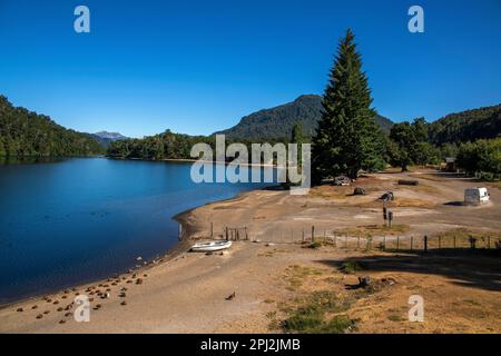 L'oie patagonienne (oie cendrée) est abondante sur les rives du lac Correntoso, Seven Lakes Road, Ruta 40, province de Neuquén, Argentine Banque D'Images