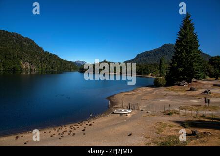 L'oie patagonienne (oie cendrée) est abondante sur les rives du lac Correntoso, Seven Lakes Road, Ruta 40, province de Neuquén, Argentine Banque D'Images
