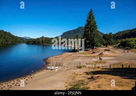 L'oie patagonienne (oie cendrée) est abondante sur les rives du lac Correntoso, Seven Lakes Road, Ruta 40, province de Neuquén, Argentine Banque D'Images
